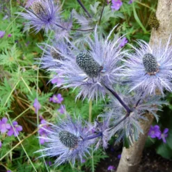 6 x chardon bleu des alpes - eryngium alpinum 'blue star' - godet 9x9 cm