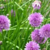 6 x ciboulette - allium schoenoprasum - godet 9x9 cm