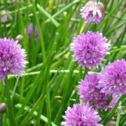 6 x ciboulette - allium schoenoprasum - godet 9x9 cm