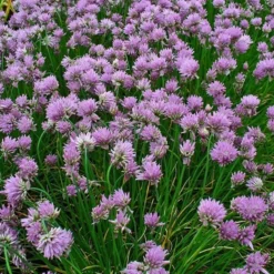 6 x ciboulette - allium schoenoprasum - godet 9x9 cm