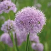 6 x ciboulette - allium senscens 'summer beauty' - godet 9x9 cm