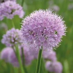 6 x ciboulette - allium senscens 'summer beauty' - godet 9x9 cm