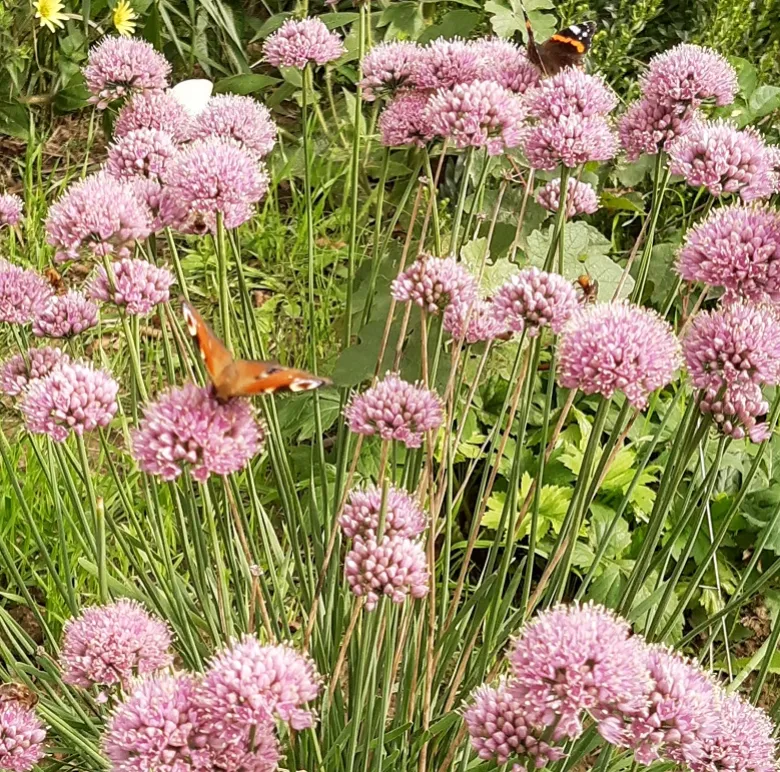 6 x ciboulette - allium senscens 'summer beauty' - godet 9x9 cm