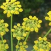 6 x fenouil - foeniculum vulgare - godet 9x9 cm
