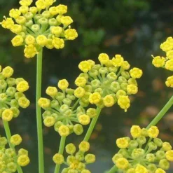 6 x fenouil - foeniculum vulgare - godet 9x9 cm