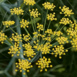 6 x fenouil - foeniculum vulgare - godet 9x9 cm