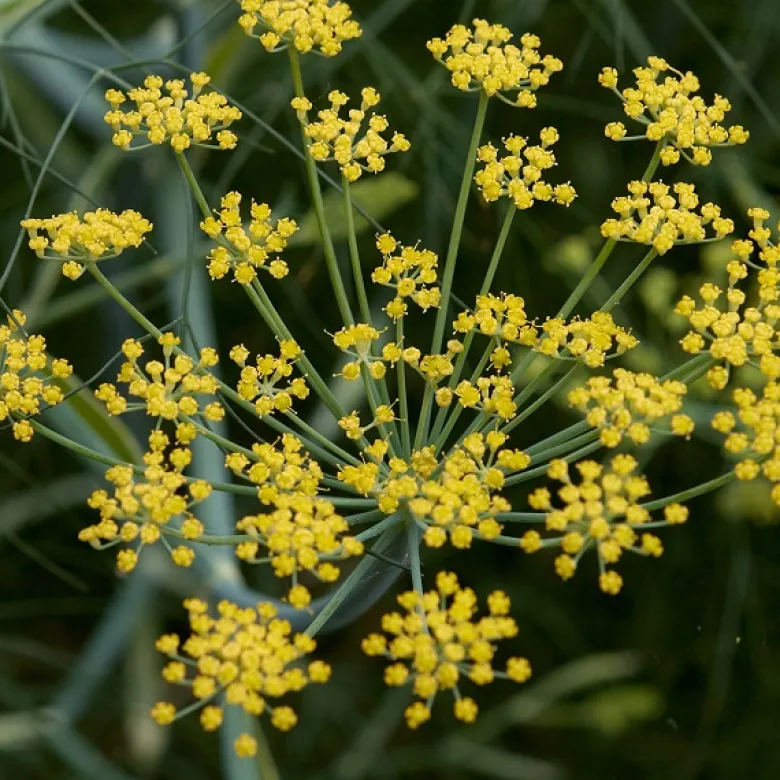 6 x fenouil - foeniculum vulgare - godet 9x9 cm