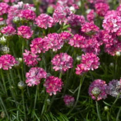 6 x gazon d'espagne - armeria maritima 'rosea' - godet 9x9 cm