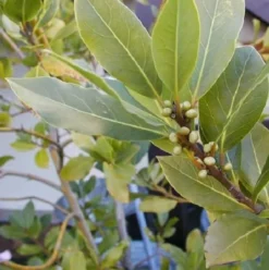 6 x laurier noble - laurus nobilis - godet 9x9 cm