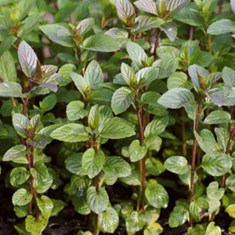 6 x menthe poivrée - mentha piperita 'nigra' - godet 9x9 cm