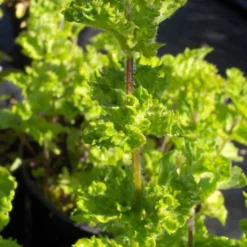6 x menthe verte - mentha spicata 'crispa' - godet 9x9 cm