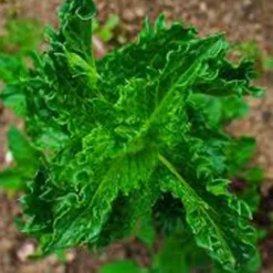 6 x menthe verte - mentha spicata 'crispa' - godet 9x9 cm