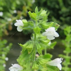 6 x mélisse citronnelle - melissa officinalis - godet 9x9 cm