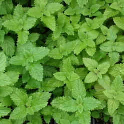 6 x mélisse citronnelle - melissa officinalis - godet 9x9 cm