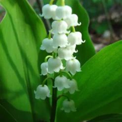 6 x muguet - convallaria majalis - godet 9x9 cm