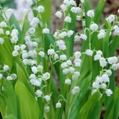 6 x muguet - convallaria majalis - godet 9x9 cm