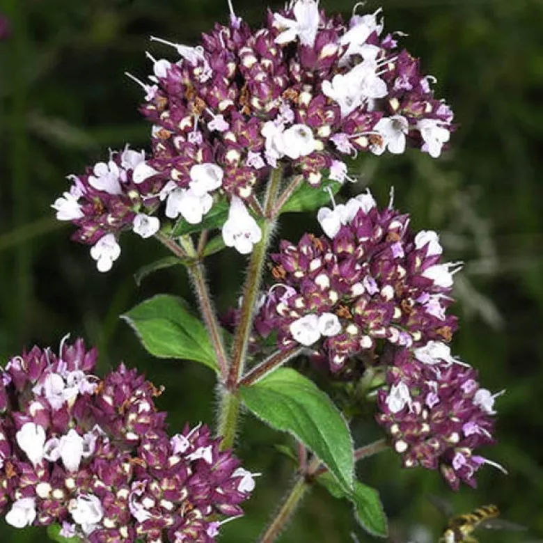 6 x origan commun - origanum vulgare - godet 9x9 cm