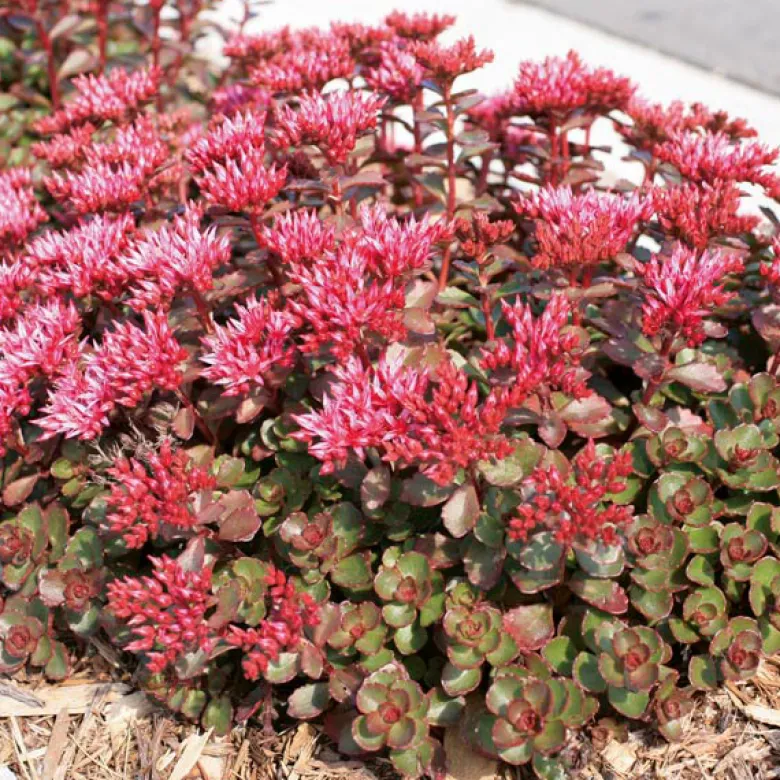 6 x orpin spurium - sedum spurium 'fuldaglut' - godet 9x9 cm