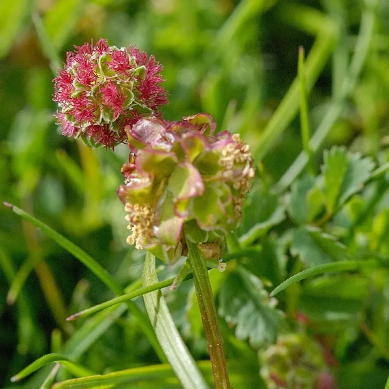 6 x petite pimprenelle - sanguisorba minor - godet 9x9 cm