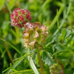 6 x petite pimprenelle - sanguisorba minor - godet 9x9 cm