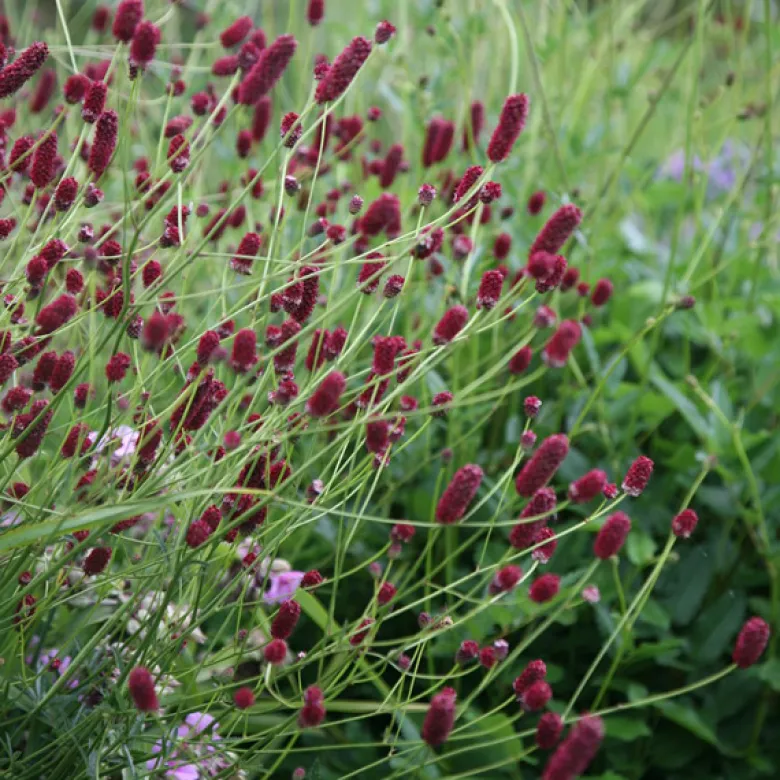 6 x petite pimprenelle - sanguisorba minor - godet 9x9 cm