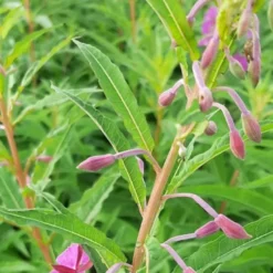 6 x épilobe, laurier de saint-antoine - epilobium angustifolium - godet 9x9 cm