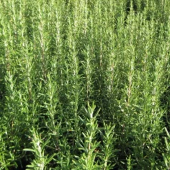 6 x romarin officinal - rosmarinus officinalis - godet 9x9 cm