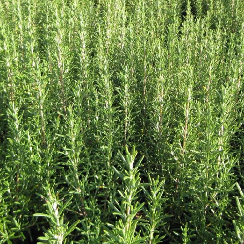 6 x romarin officinal - rosmarinus officinalis - godet 9x9 cm