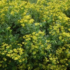 6 x rue - ruta graveolens - godet 9x9 cm