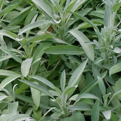 6 x sauge officinale - salvia officinalis - godet 9x9 cm