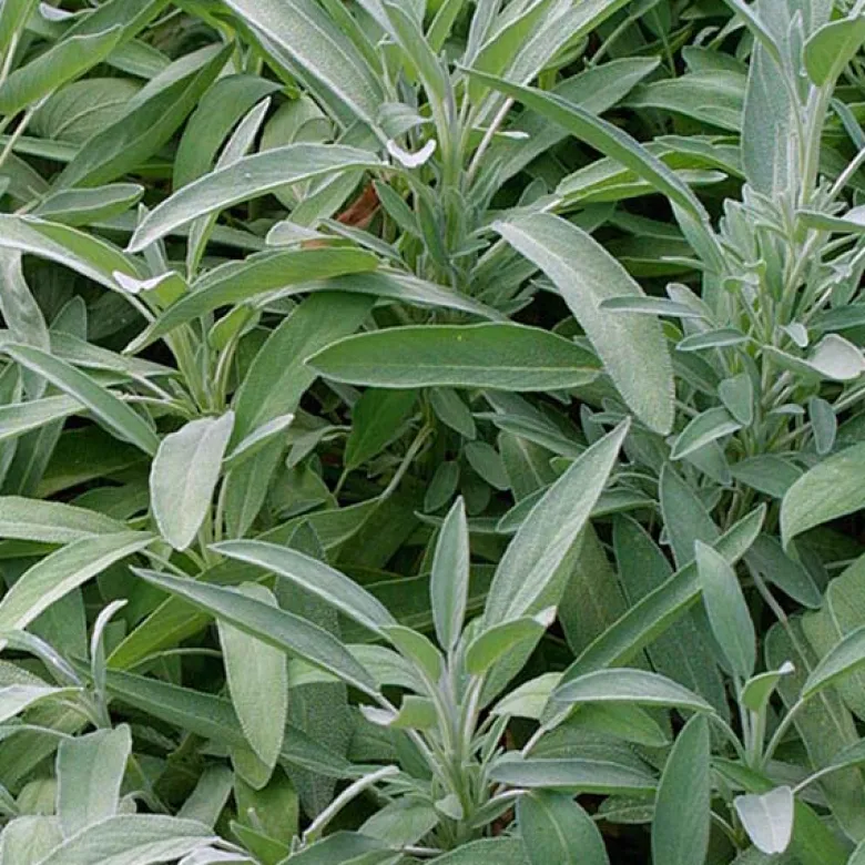 6 x sauge officinale - salvia officinalis - godet 9x9 cm