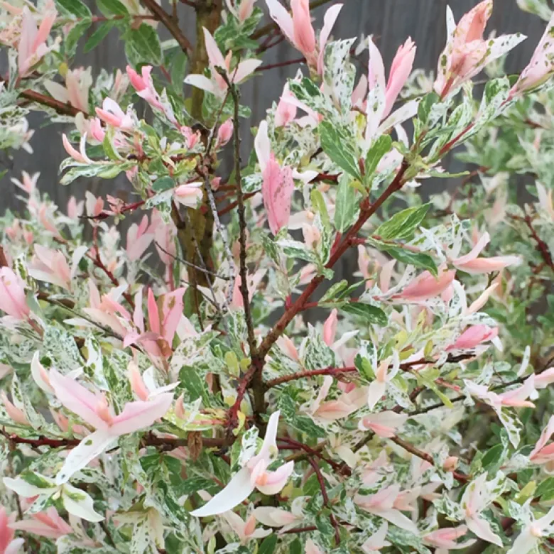 2 x saule du japon - salix integra 'hakuro nishiki' - 40-50 cm pot