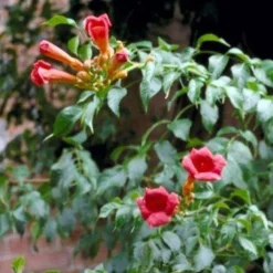 2 x trompette de virginie - campsis radicans 'flamenco' - 50-60 cm pot