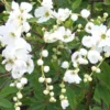 2 x voiles de mariée - exochorda 'the bride' - 50-60 cm pot