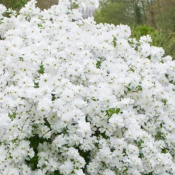 2 x voiles de mariée - exochorda 'the bride' - 50-60 cm pot