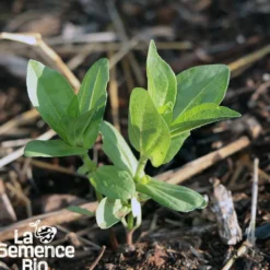 Zinnia bio